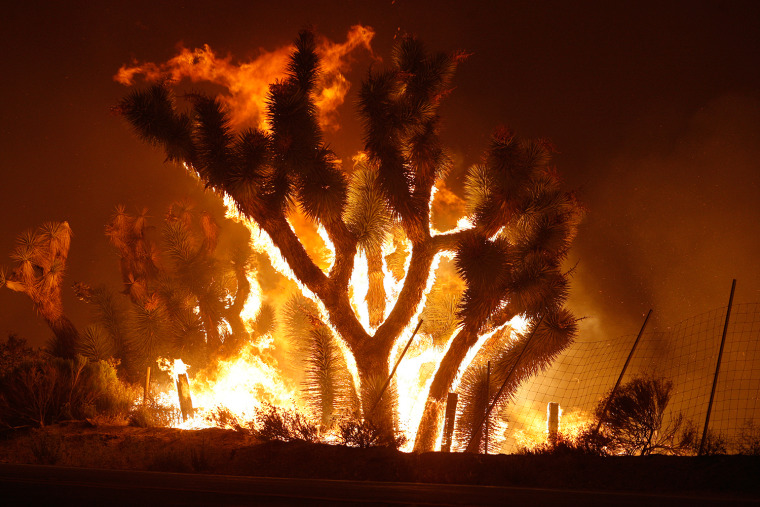 Image: Yuccas catch fire as the Powerhouse fire makes a fast run toward Lake Hughes, California